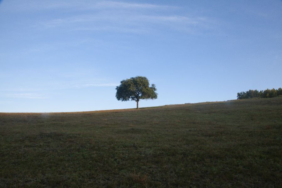 A lone tree on a grassy ridge under a blue sky