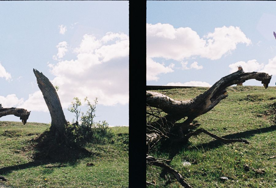 Half-frame diptych: fallen tree trunks on a grassy hill