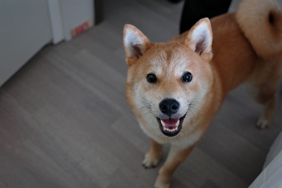 Jiangjiang, my dog, grinning at the camera